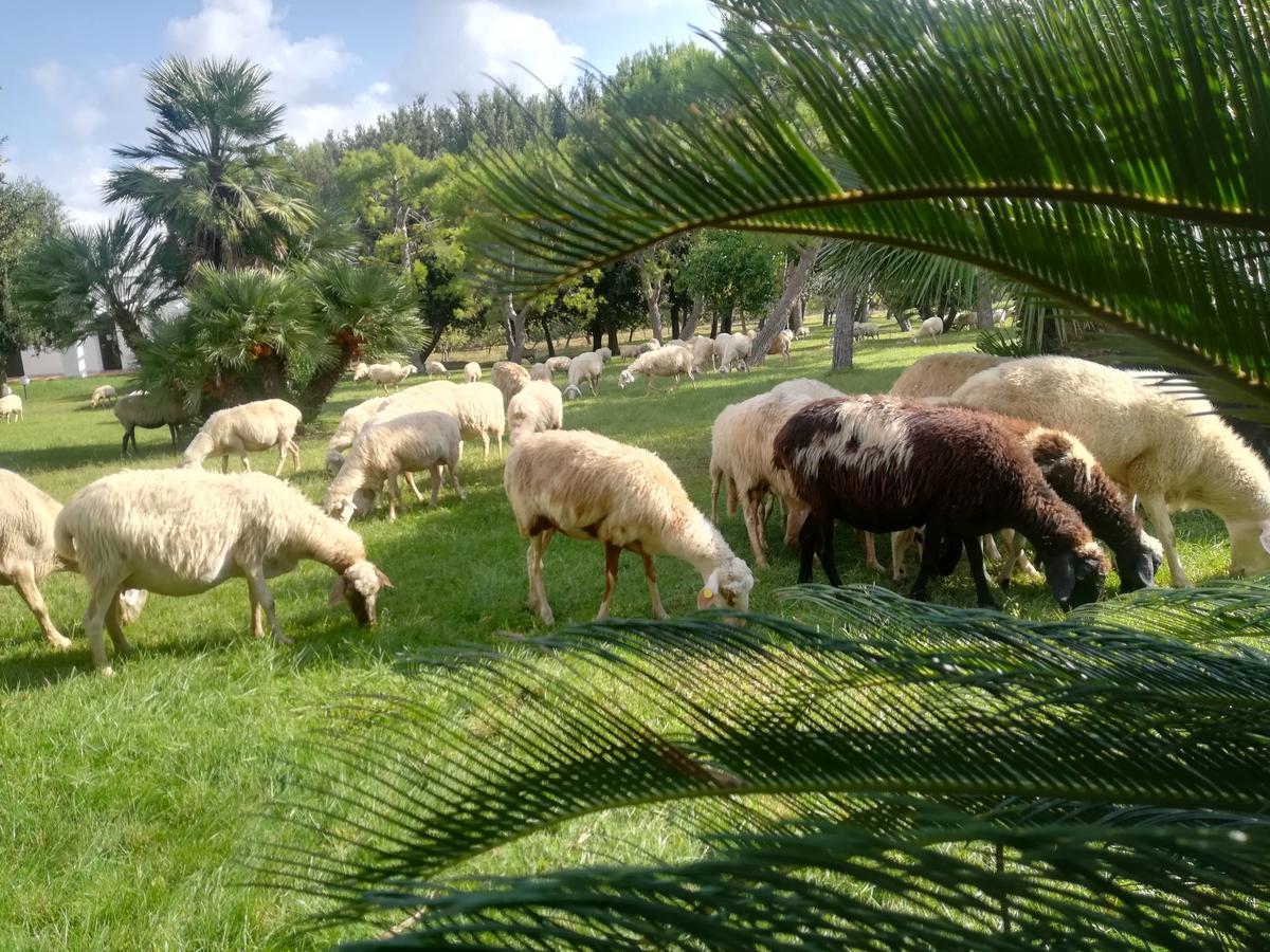 Agriturismo Torrevecchia San Pancrazio Salentino Dış mekan fotoğraf
