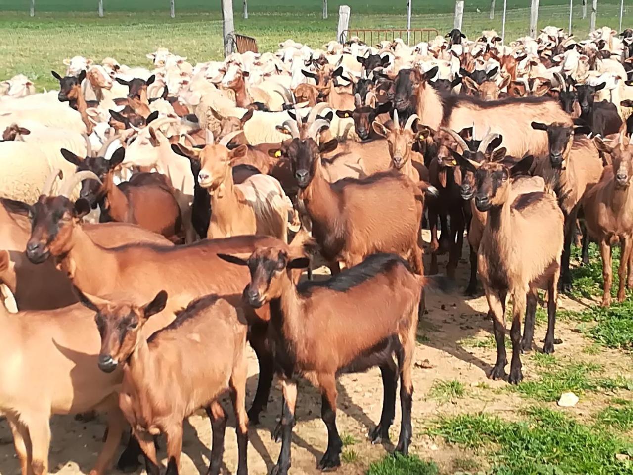 Agriturismo Torrevecchia San Pancrazio Salentino Dış mekan fotoğraf