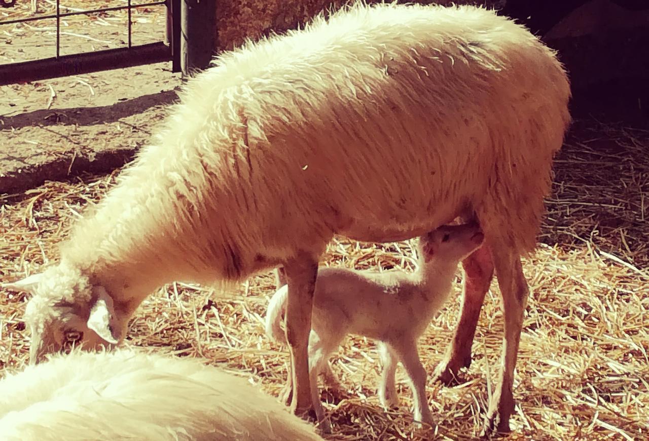 Agriturismo Torrevecchia San Pancrazio Salentino Dış mekan fotoğraf