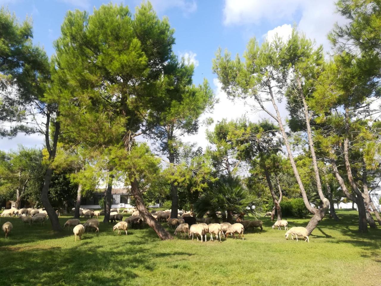 Agriturismo Torrevecchia San Pancrazio Salentino Dış mekan fotoğraf
