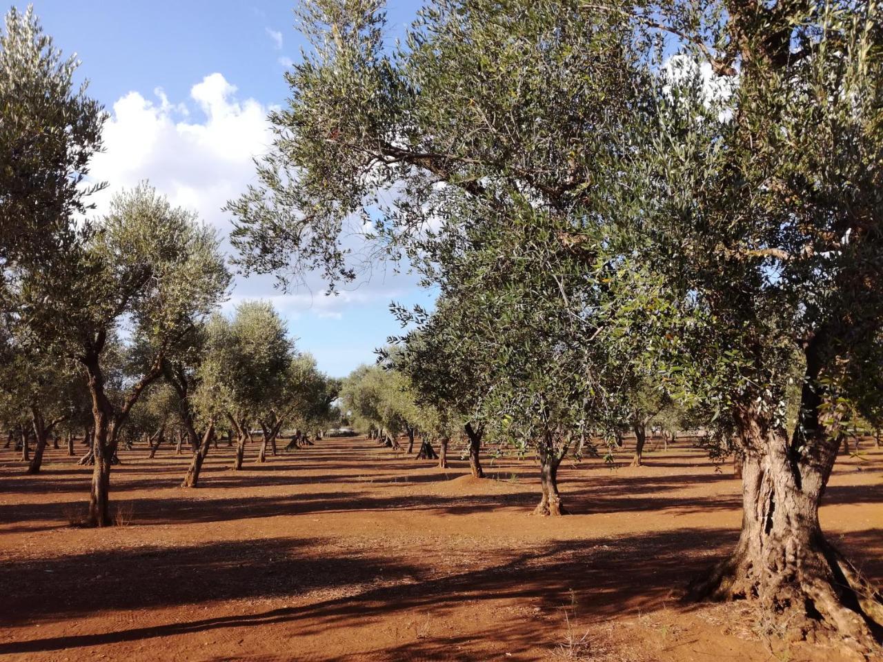 Agriturismo Torrevecchia San Pancrazio Salentino Dış mekan fotoğraf