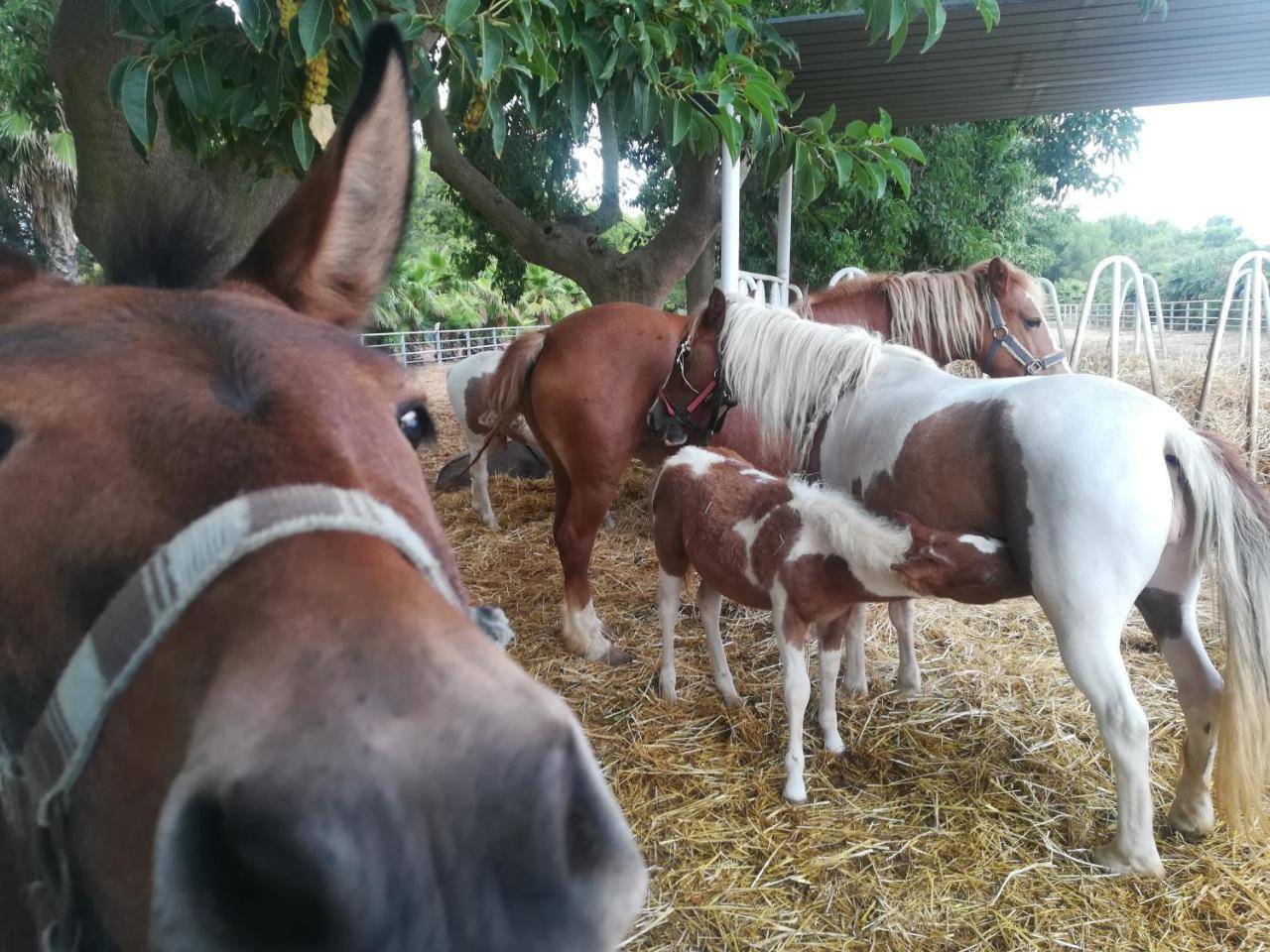 Agriturismo Torrevecchia San Pancrazio Salentino Dış mekan fotoğraf