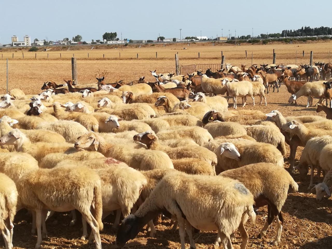 Agriturismo Torrevecchia San Pancrazio Salentino Dış mekan fotoğraf