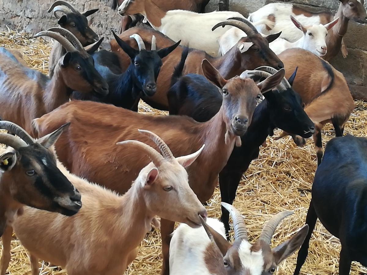 Agriturismo Torrevecchia San Pancrazio Salentino Dış mekan fotoğraf